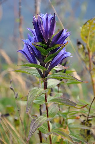 Gentiana asclepiadea