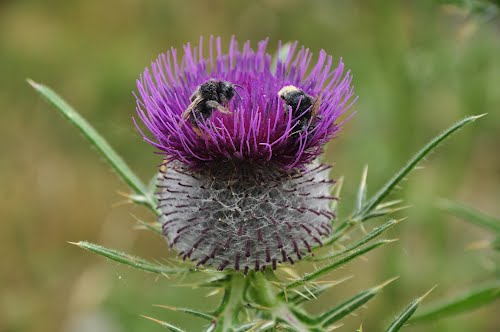 Cirsium eriophorum
