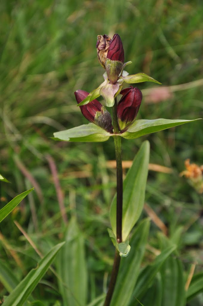 da determinare 2 - Gentiana purpurea