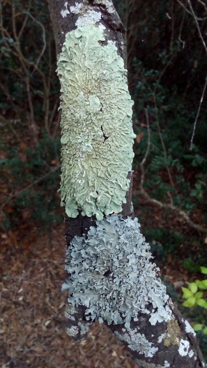 Foto licheni