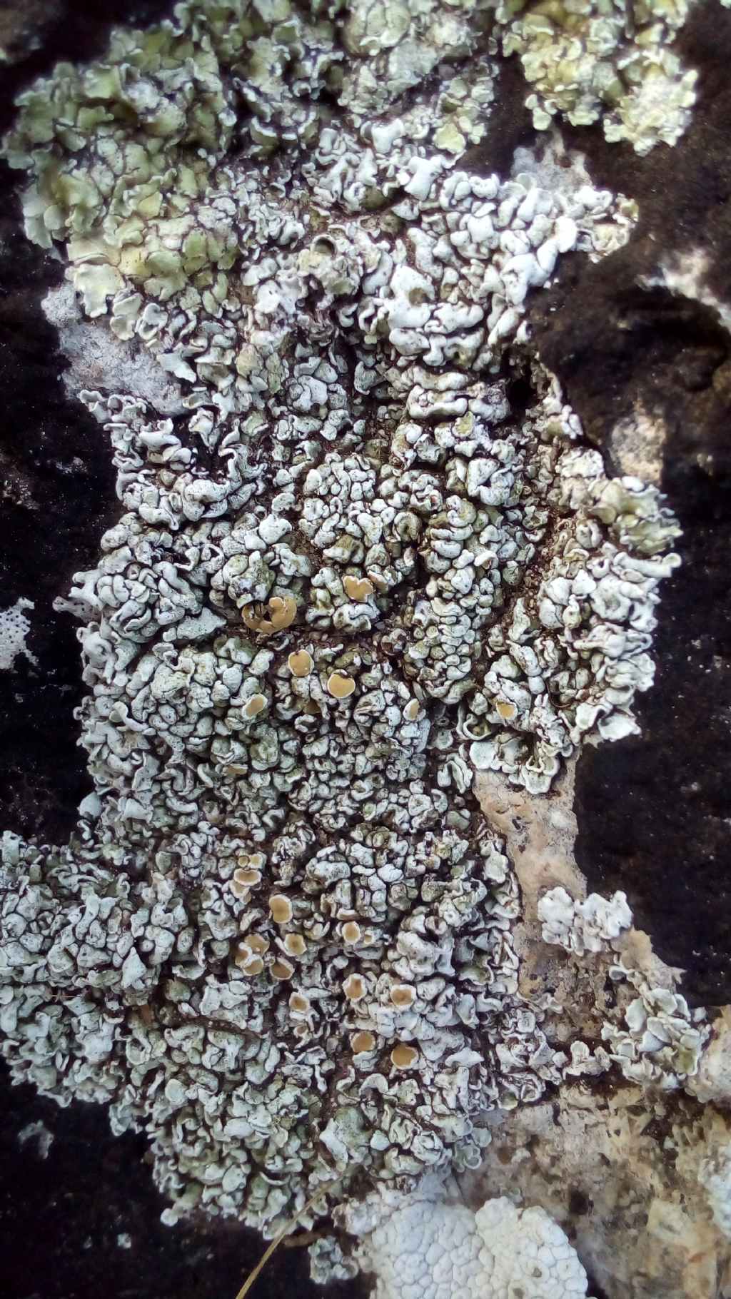 Foto licheni
