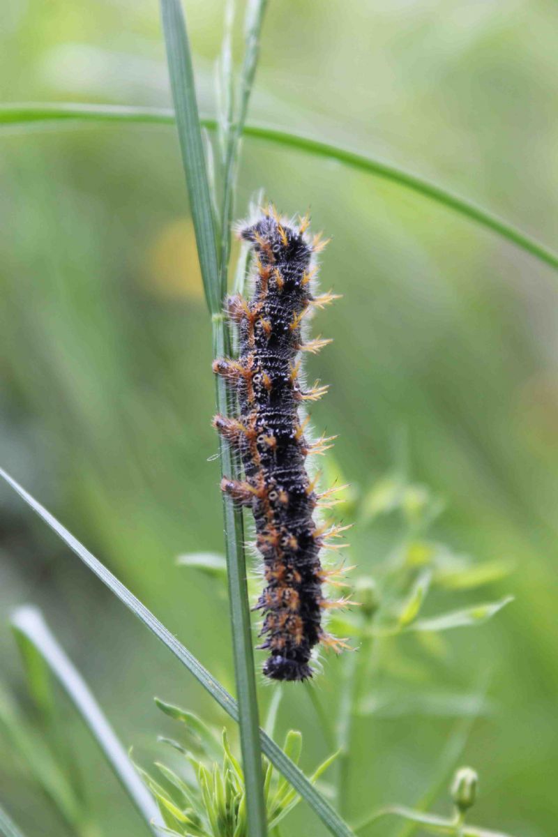 bruco di Nymphalis polychloros