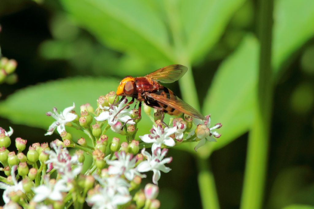 Volucella zonaria?