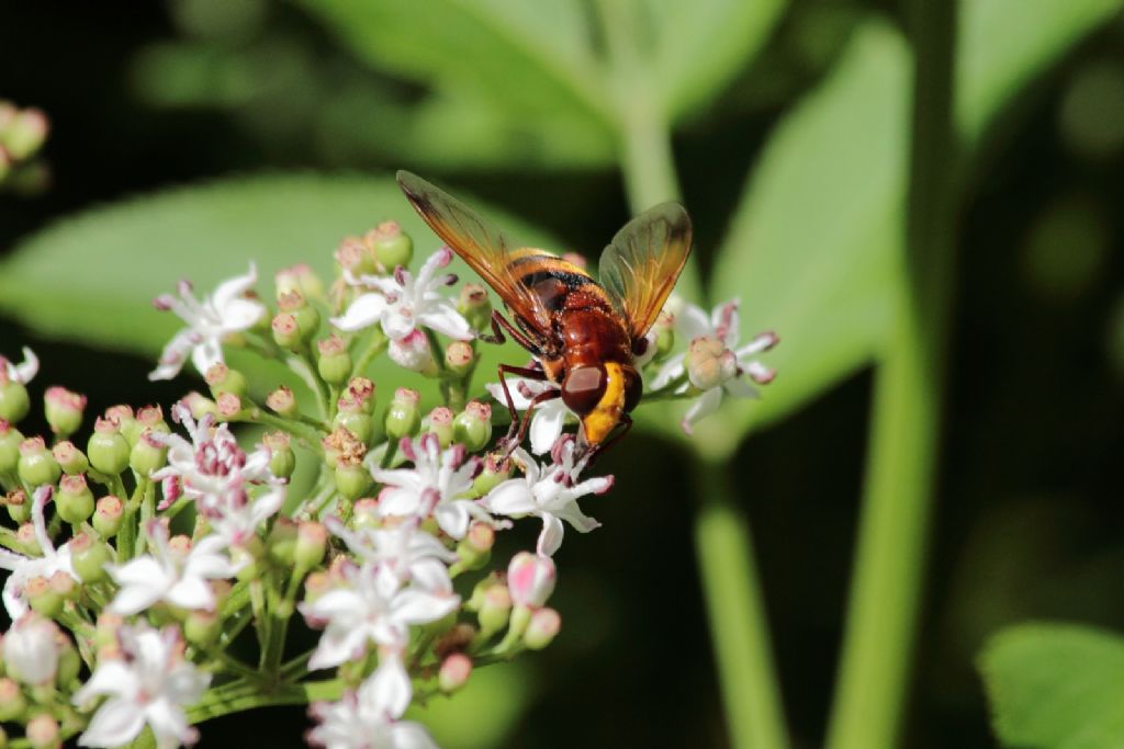 Volucella zonaria?