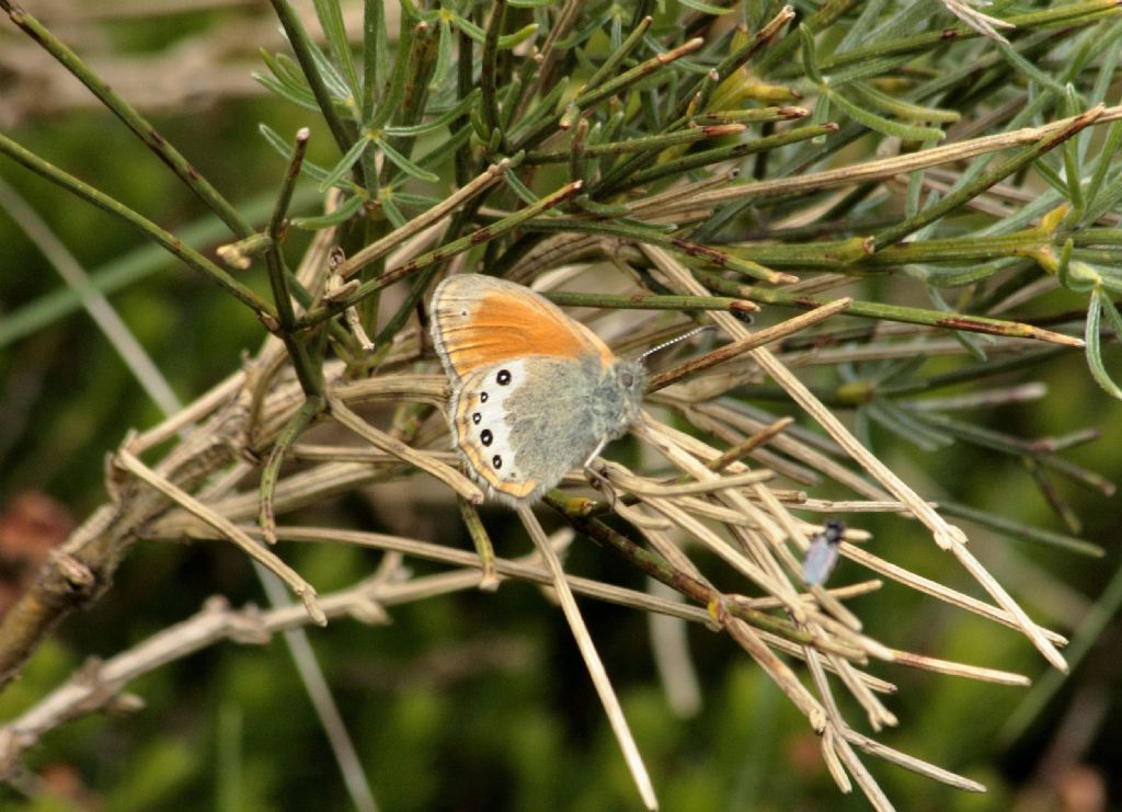 Coenonympha gardetta