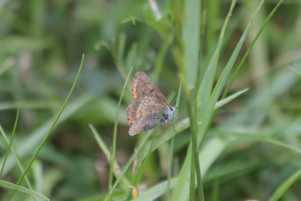 Lycaena tityrus?