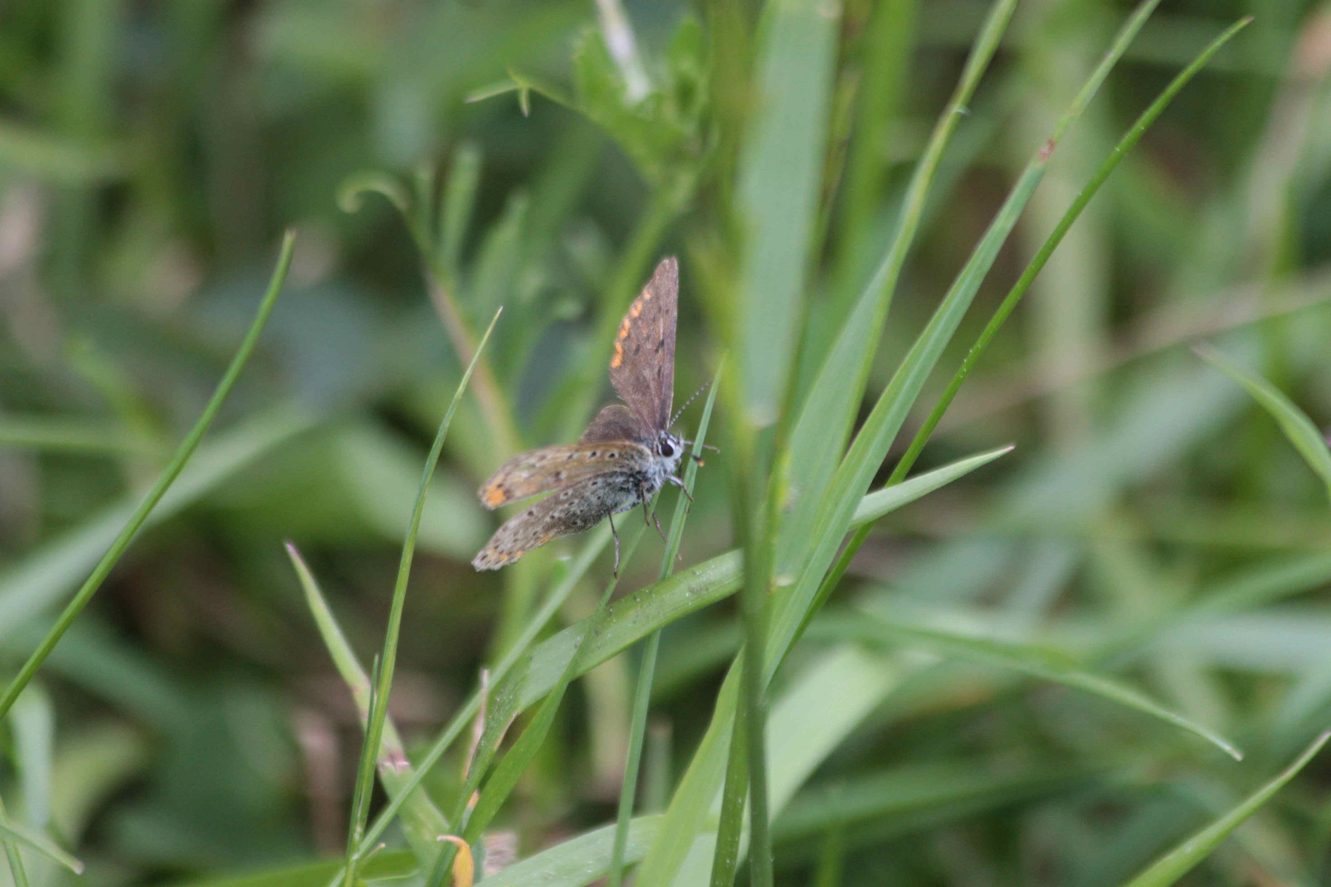 Lycaena tityrus?