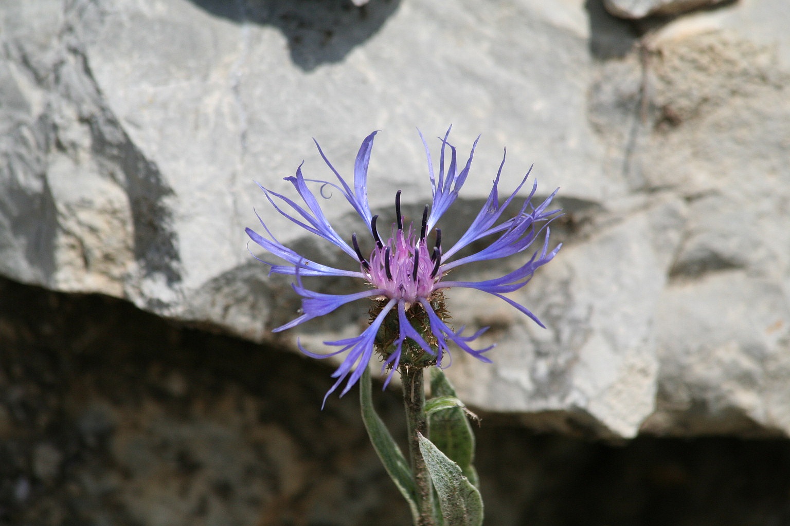 Cyanus triumfettii