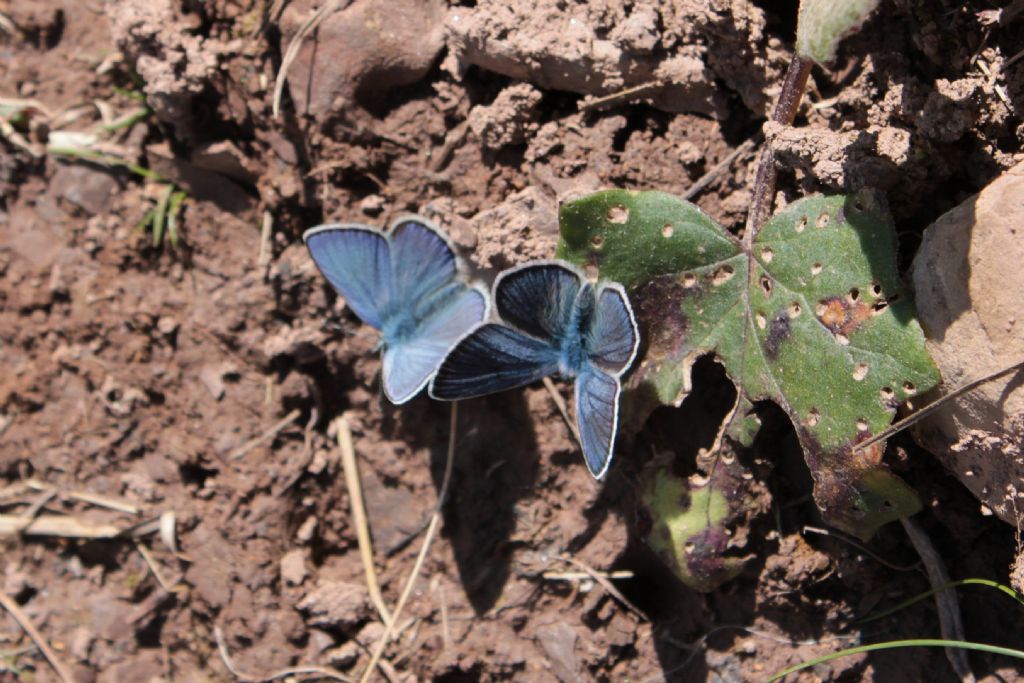 Cianiris semiargus? - S