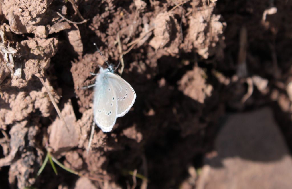 Cianiris semiargus? - S