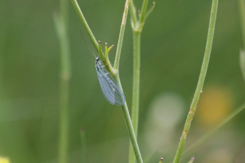 Chrysopidae : Chrysopa sp.