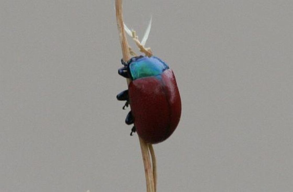 Anomala dubia? molltoo dubia!! No, Chrysomelidae: Chrysolina grossa