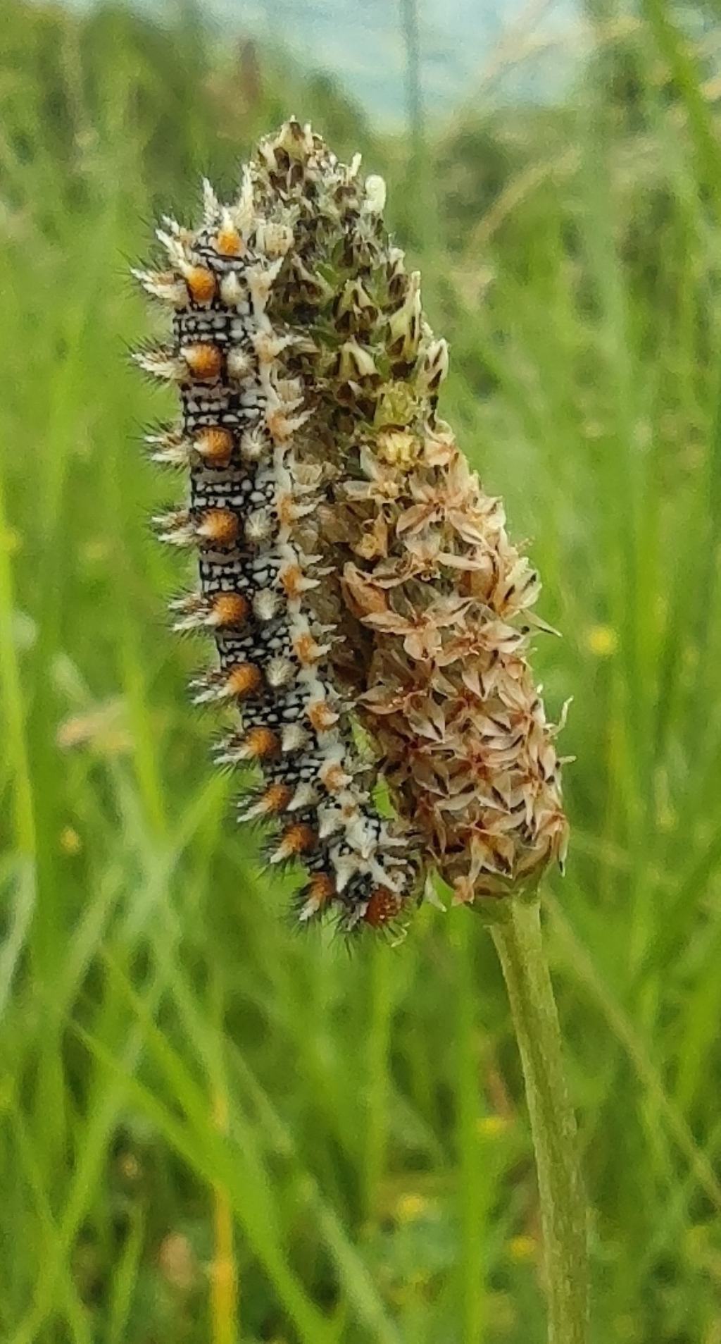 bruco di Melitaea dydima?  S