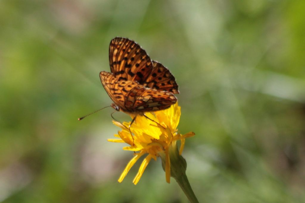 Nymphalidae: Boloria euphrosyne