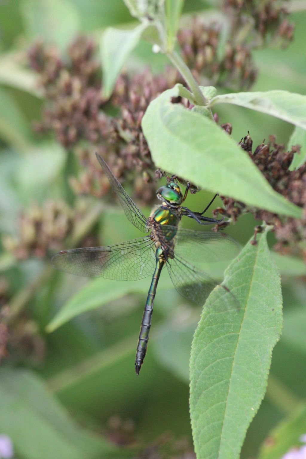 Somatochlora metallica? s!