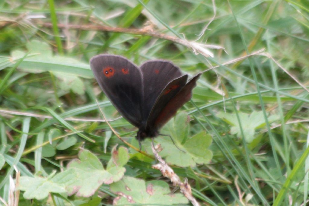 Erebia...  Erebia aethiops