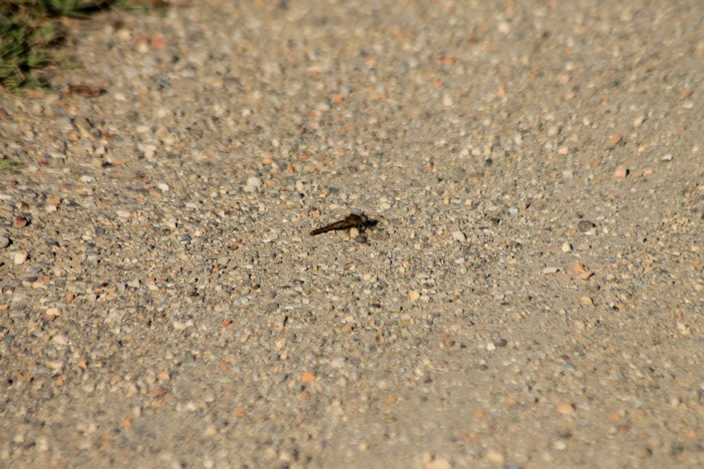 libellula da identificare