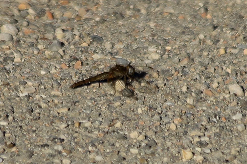 libellula da identificare