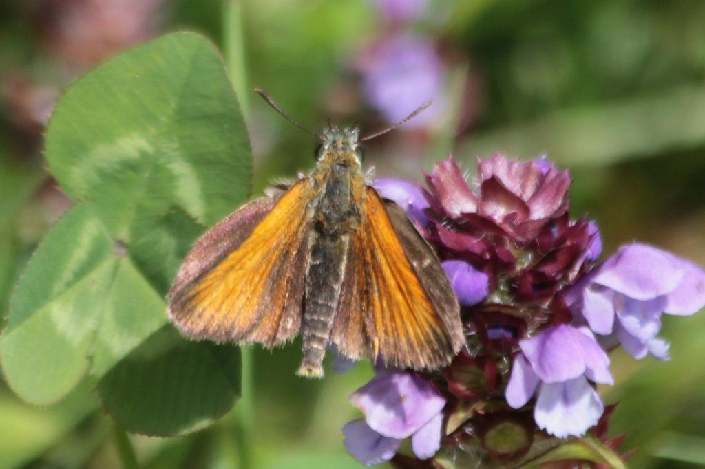 thymelicus sp