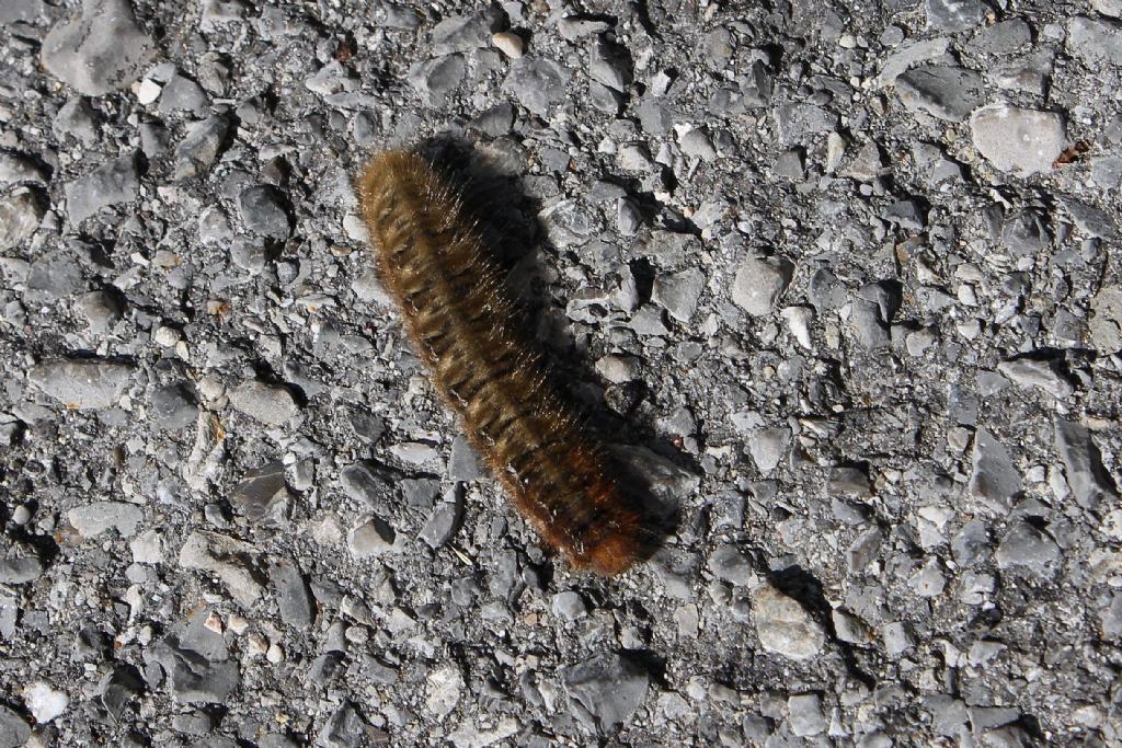 Lasiocampa quercus - Lasiocampidae