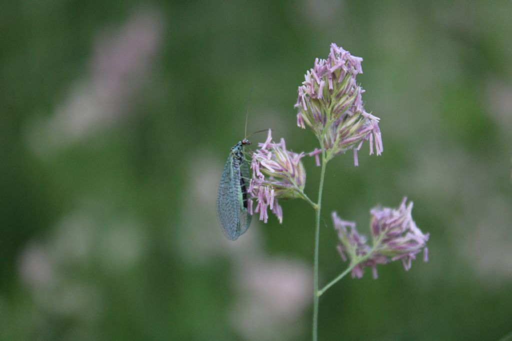 Chrysopa?