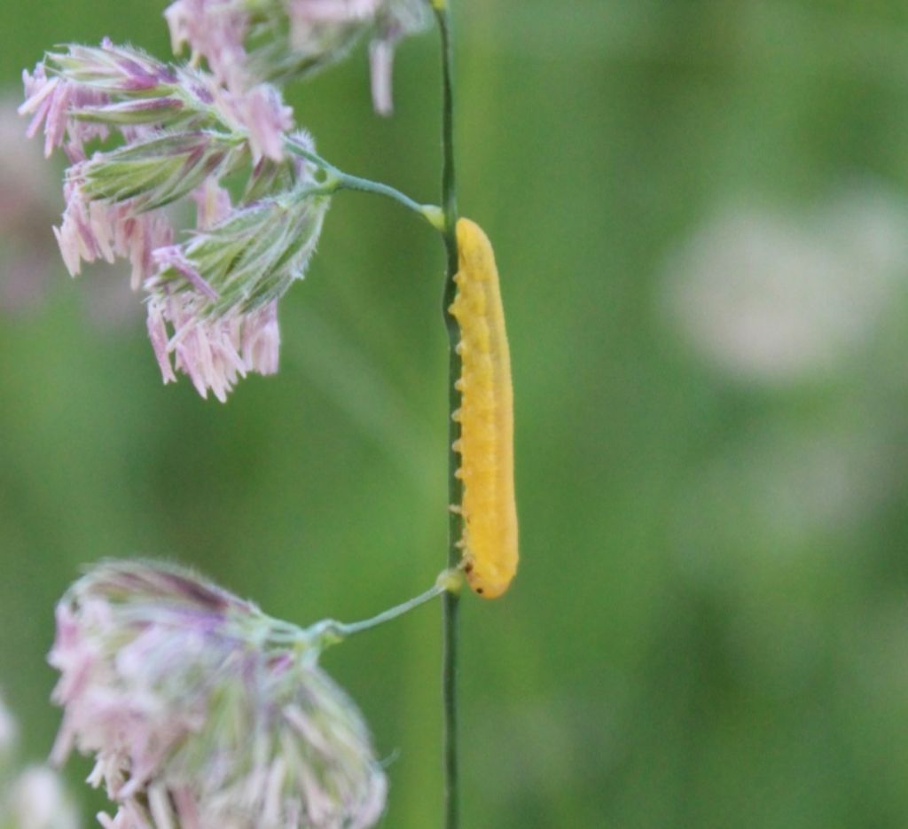 Larva di...
