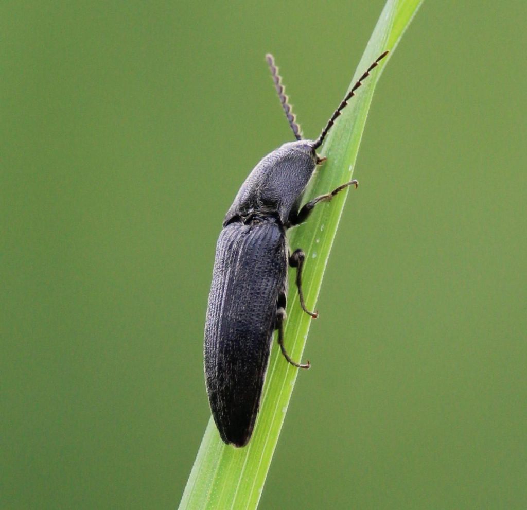 Elateridae: Melanotus sp.