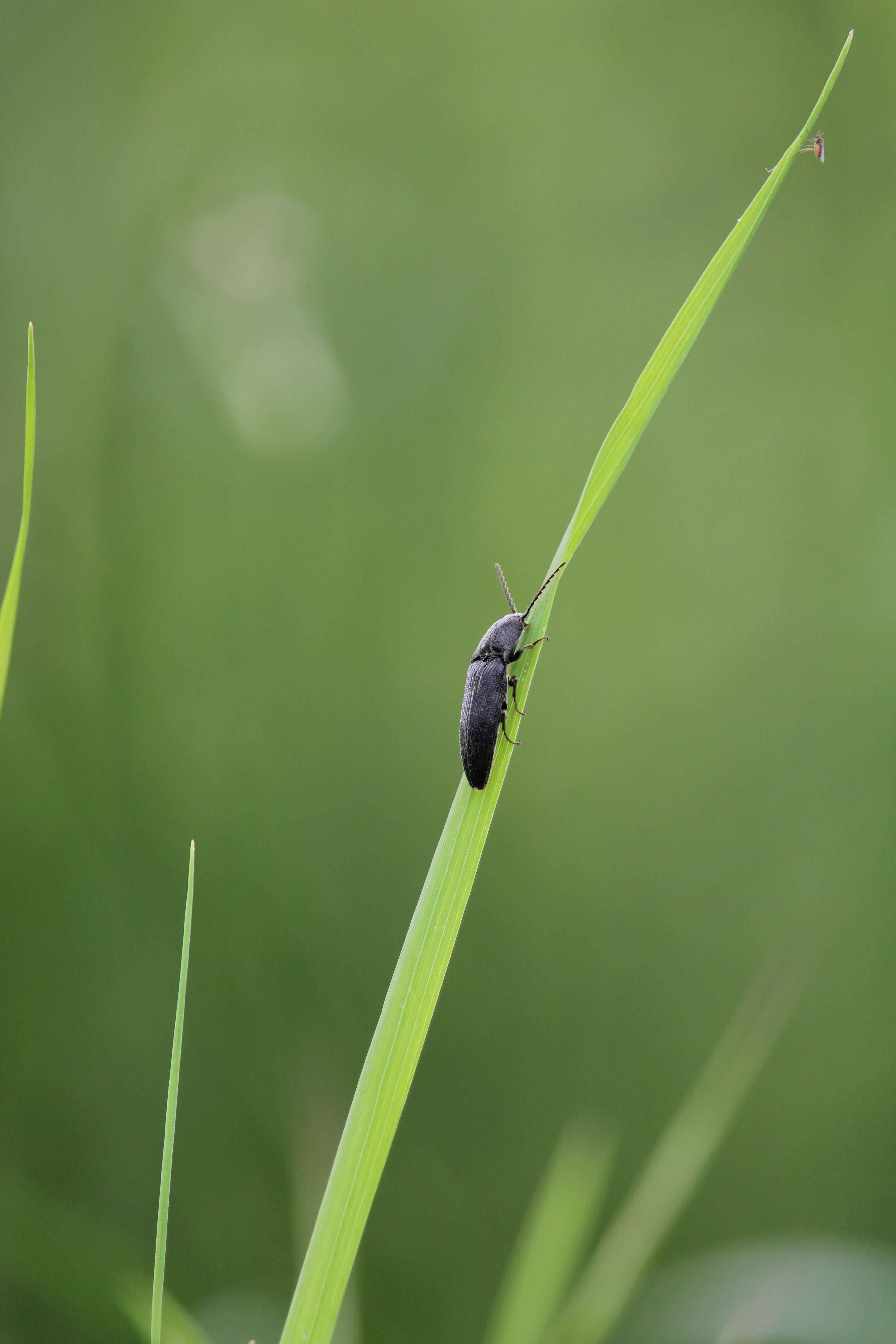 Elateridae: Melanotus sp.