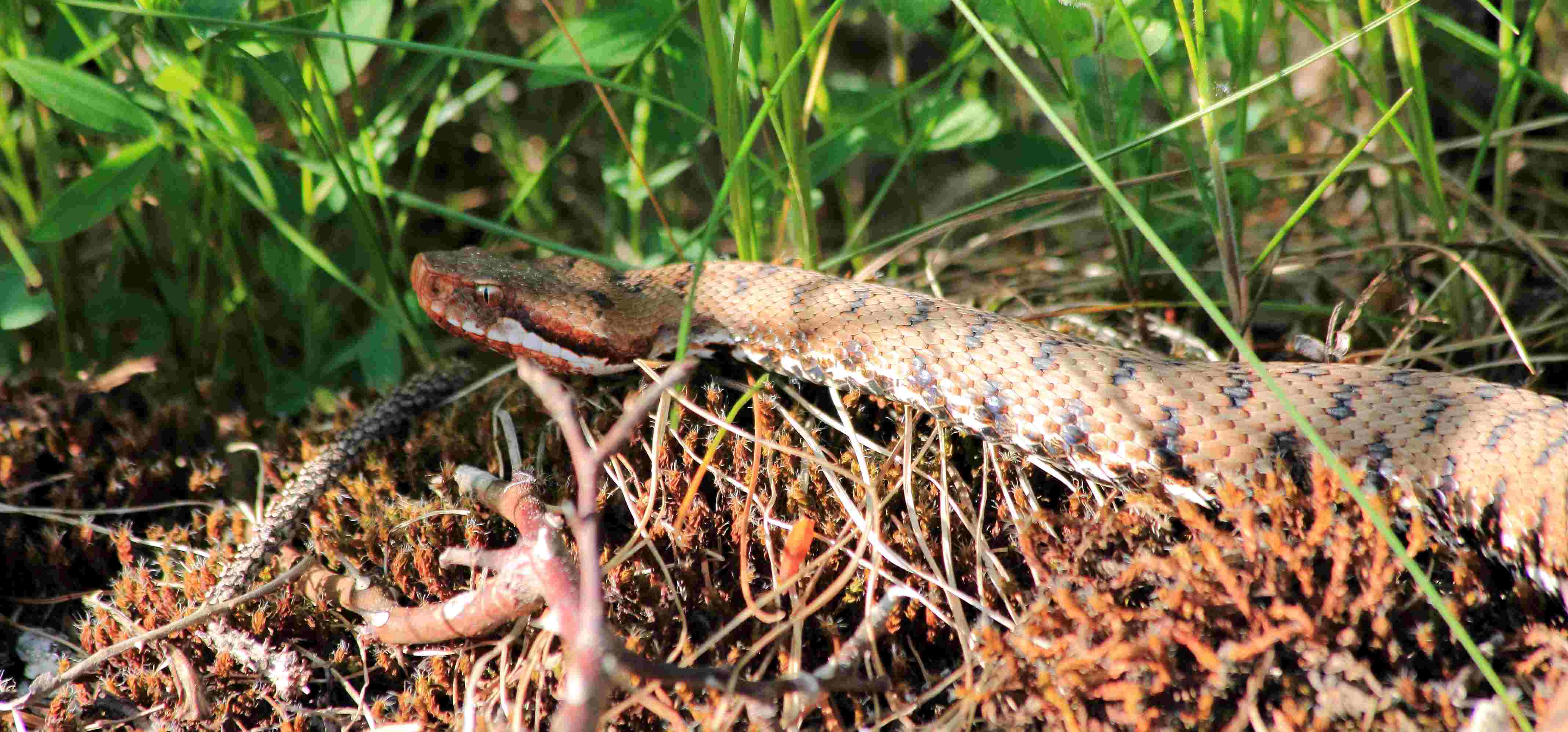 Vipera aspis francisciredi del Monte Baldo