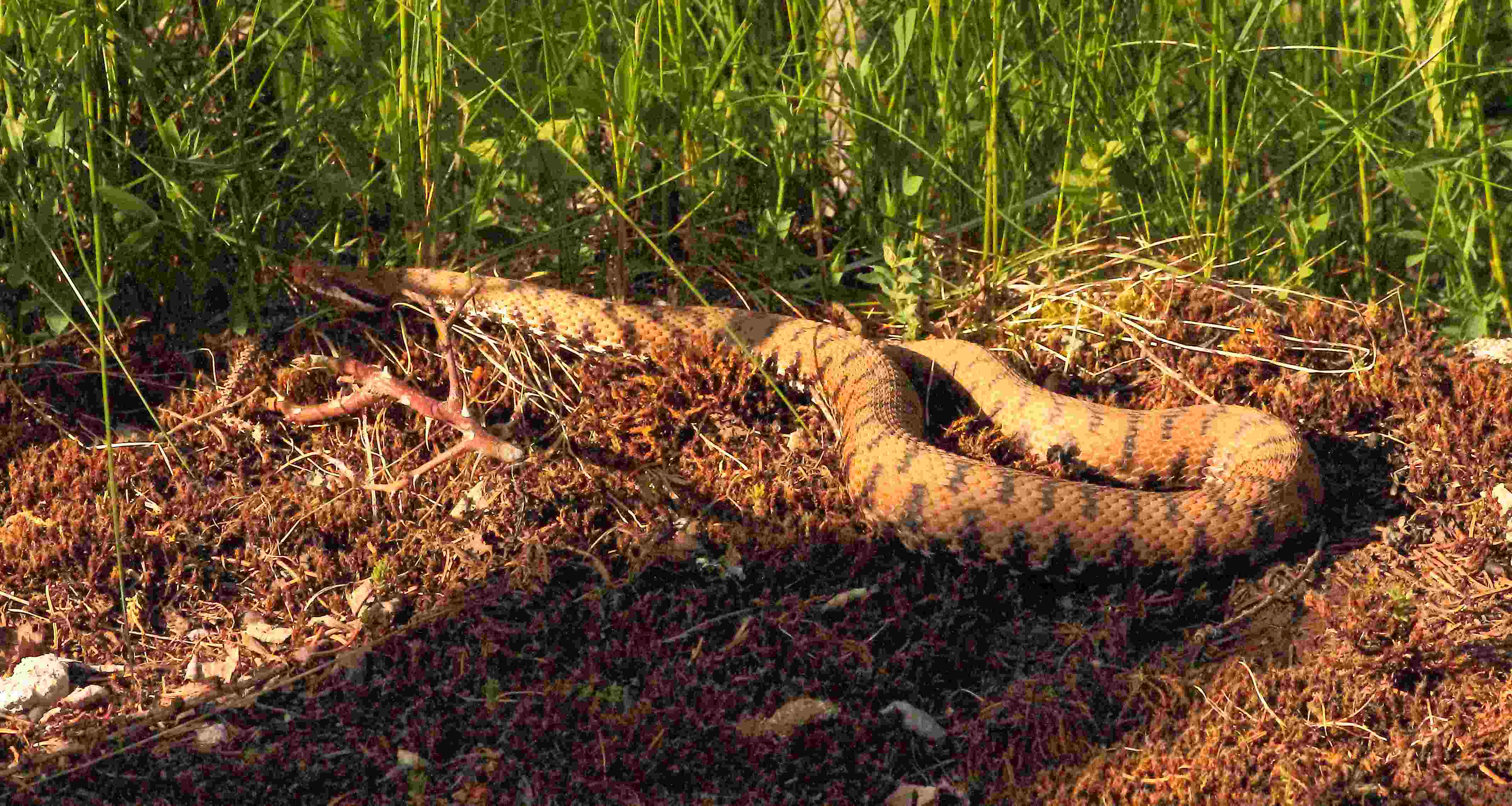 Vipera aspis francisciredi del Monte Baldo