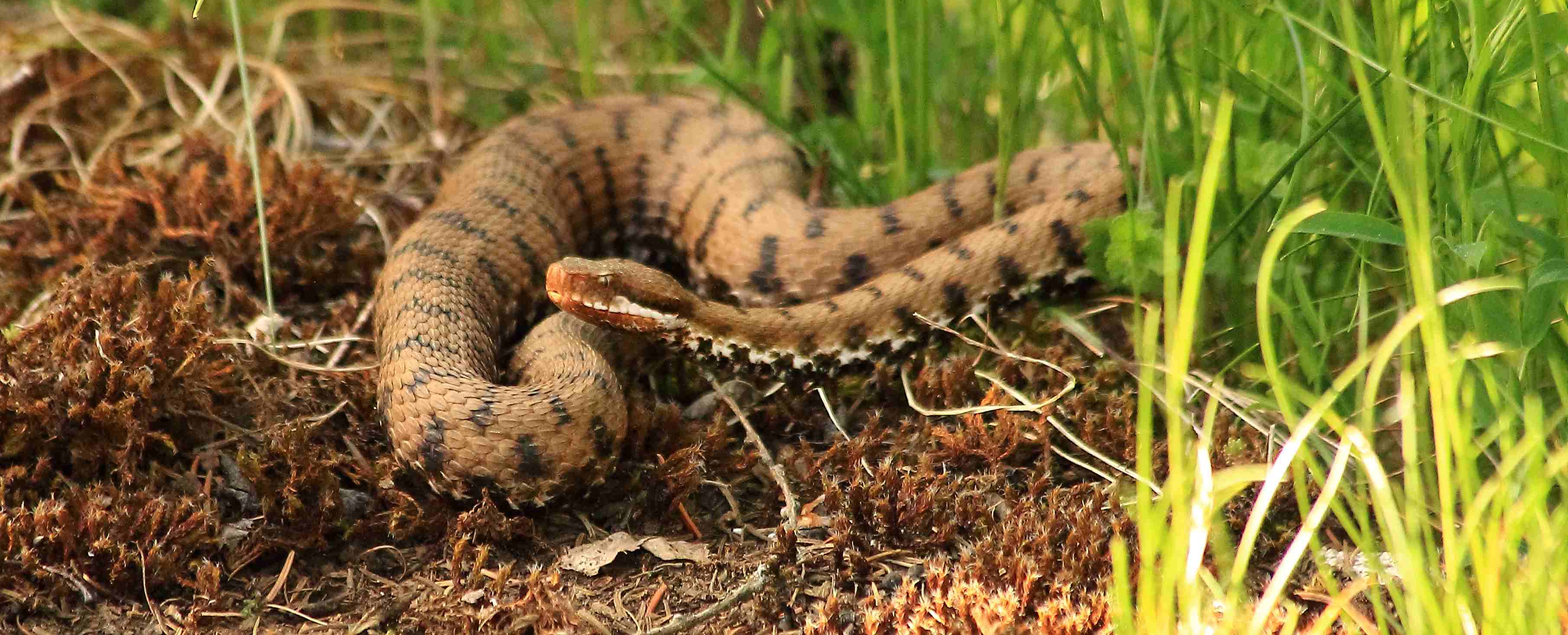 Vipera aspis francisciredi del Monte Baldo