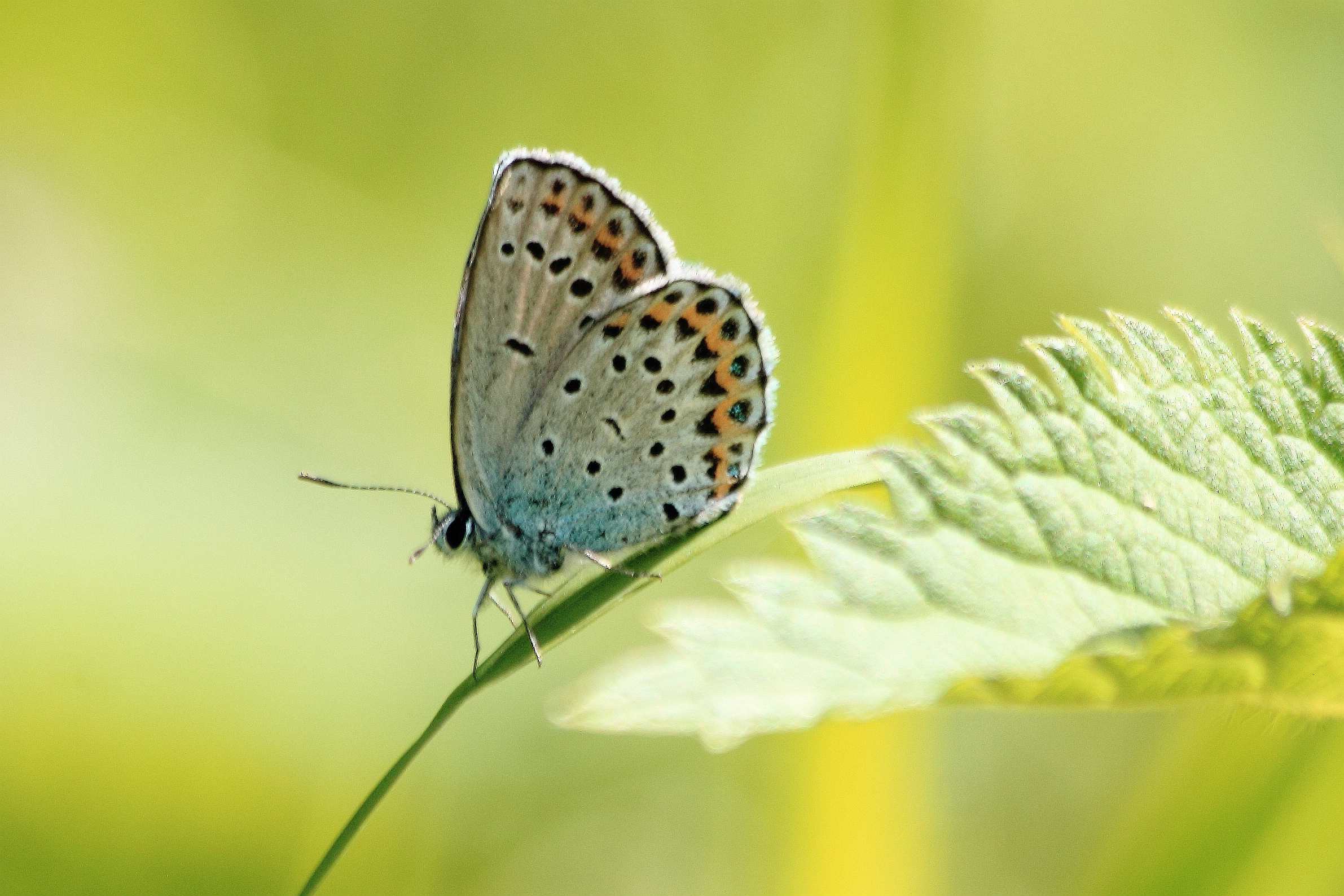 Plebejus sp.