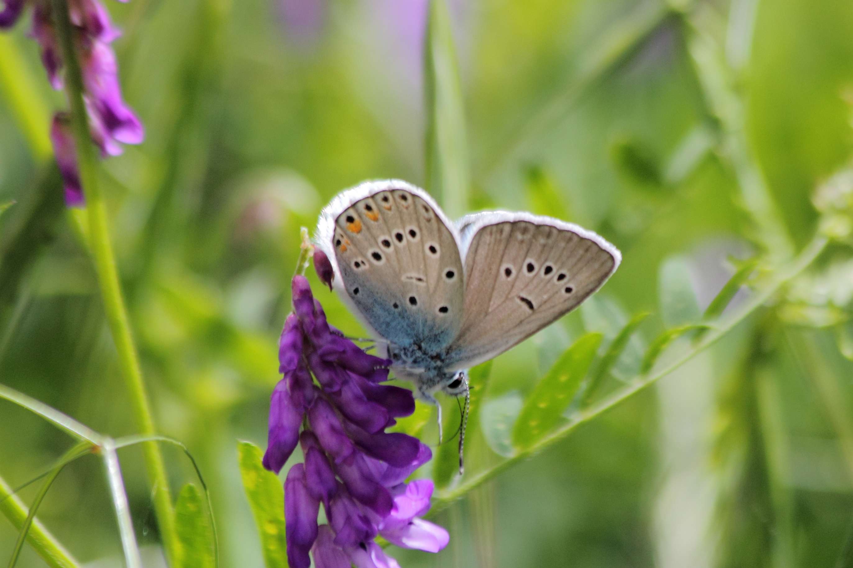 Polyommatus (Polyommatus) amandus