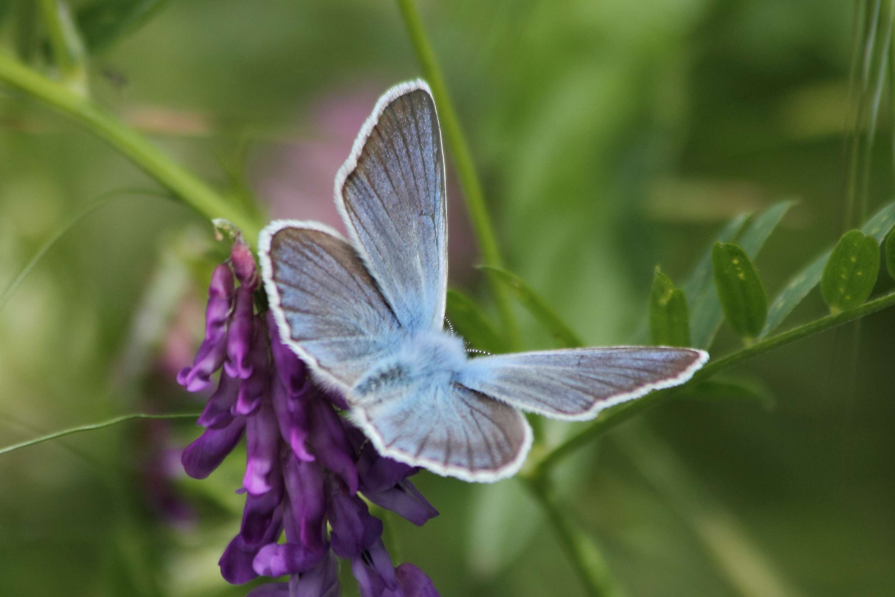 Polyommatus (Polyommatus) amandus