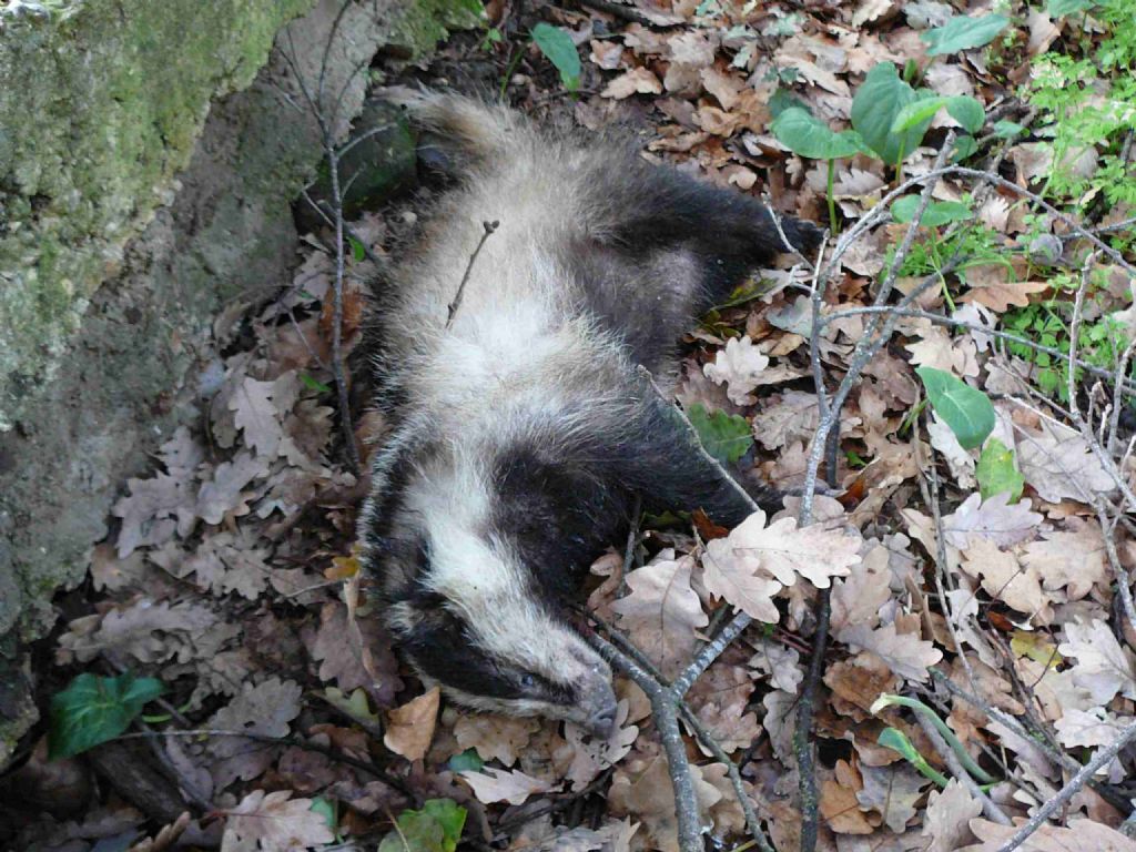 Tasso morto - P. N. R. di Bracciano-Martignano
