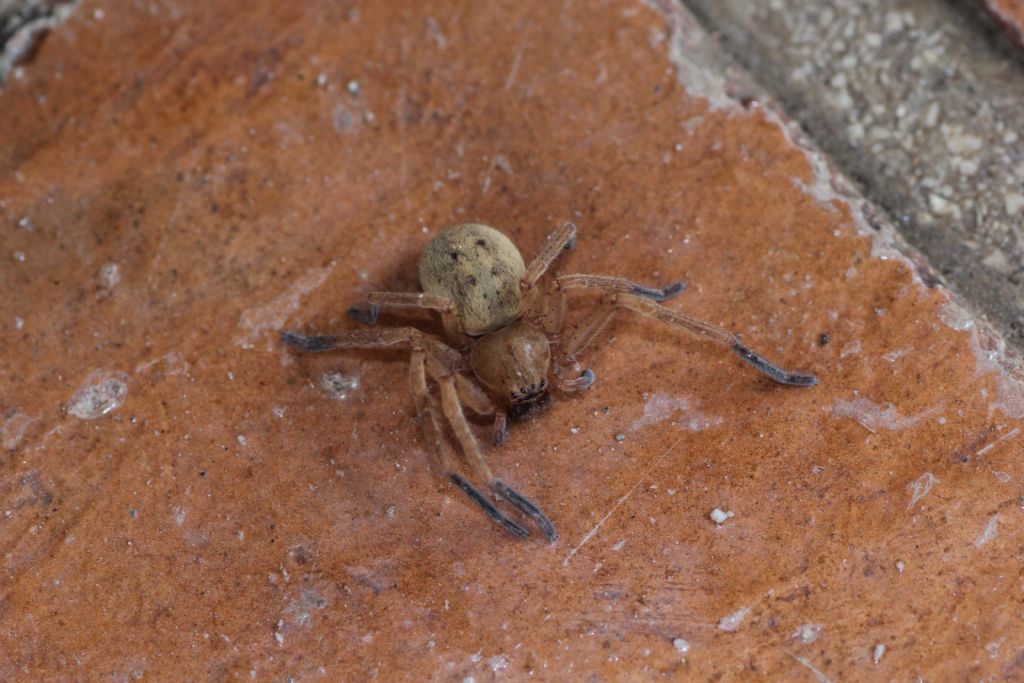Olios argelasius
