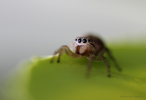 Salticidae, cf. Icius sp.