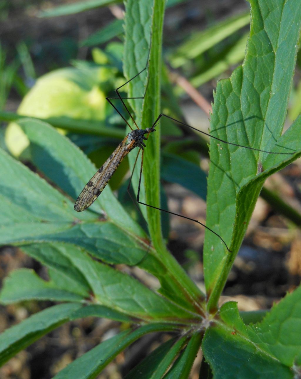 Limnophila cf. schranki (Limoniidae)