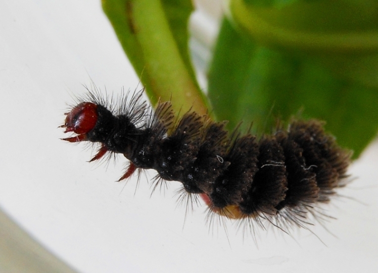 Cure per bruco di Amata phegea