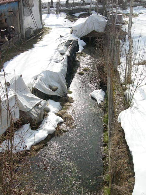 problemi con sito riproduttivo di anfibi in giardino