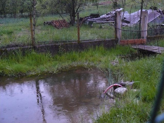 problemi con sito riproduttivo di anfibi in giardino