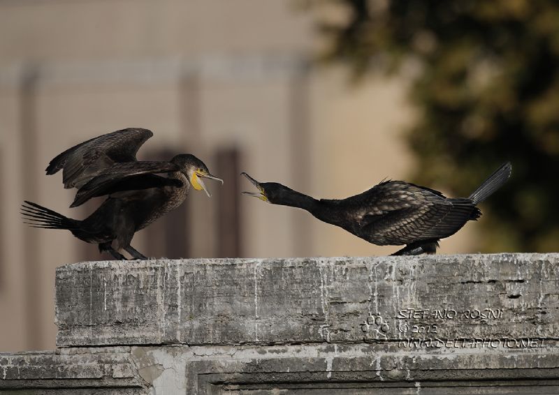 Dispute tra cormorani