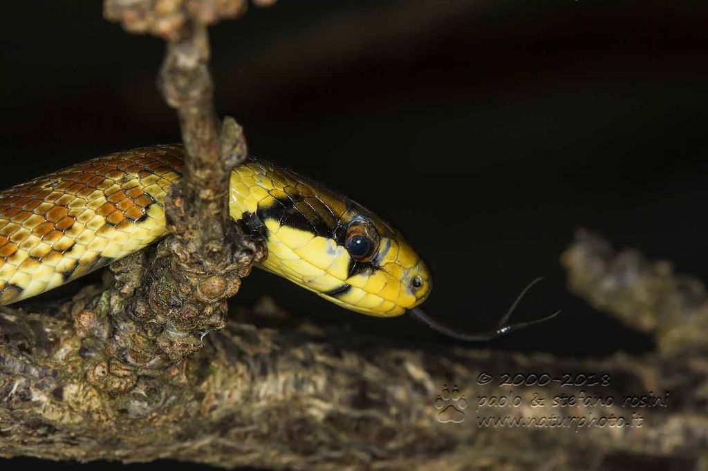 Zamenis lineatus ?  No, Zamenis longissimus