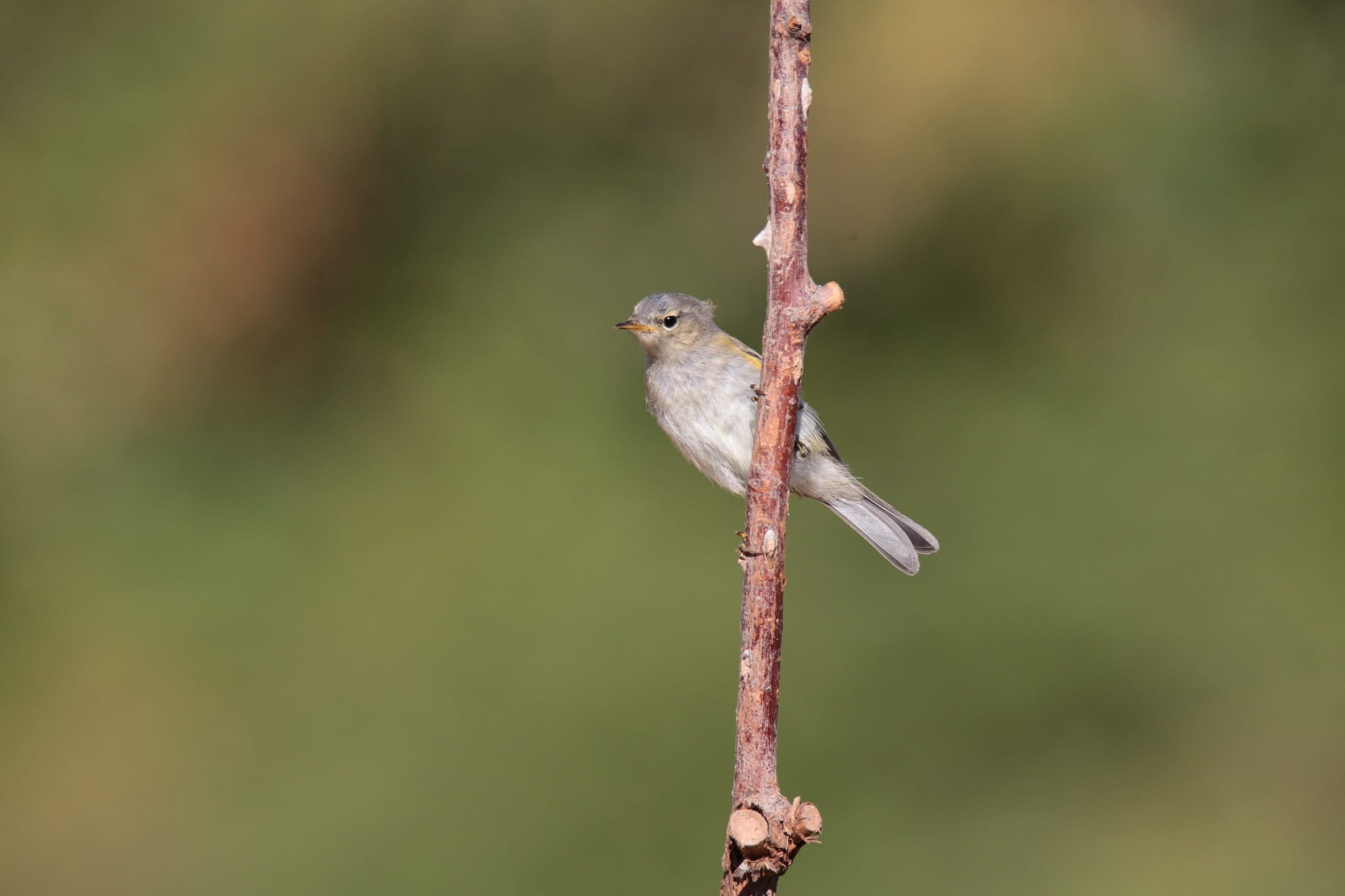 Lu piccolo (Phylloscopus collybita), giovane