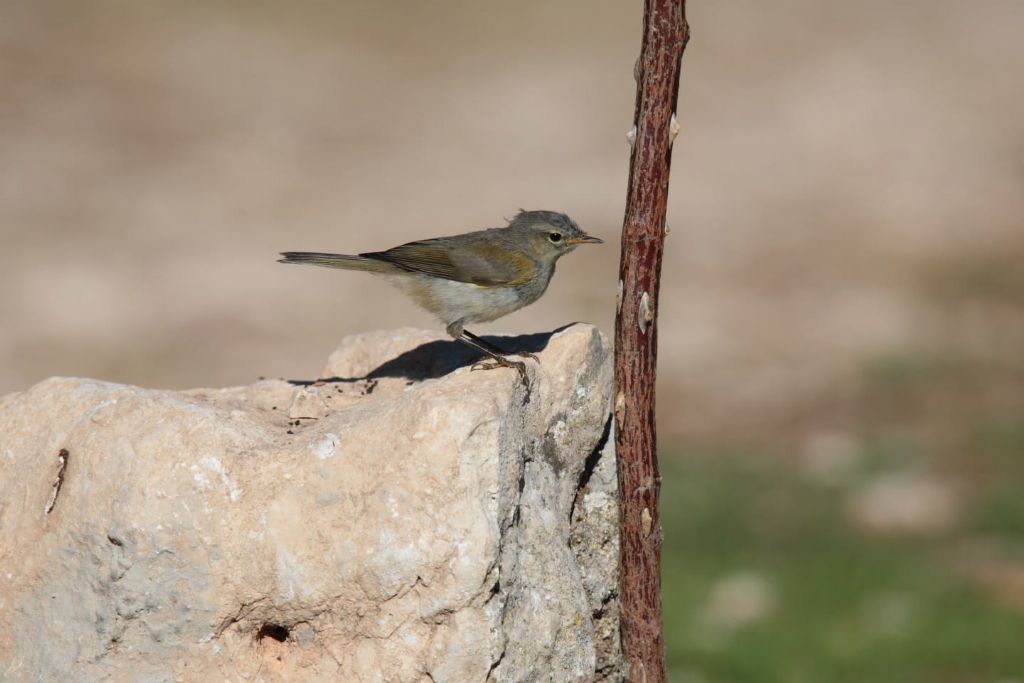 Lu piccolo (Phylloscopus collybita), giovane