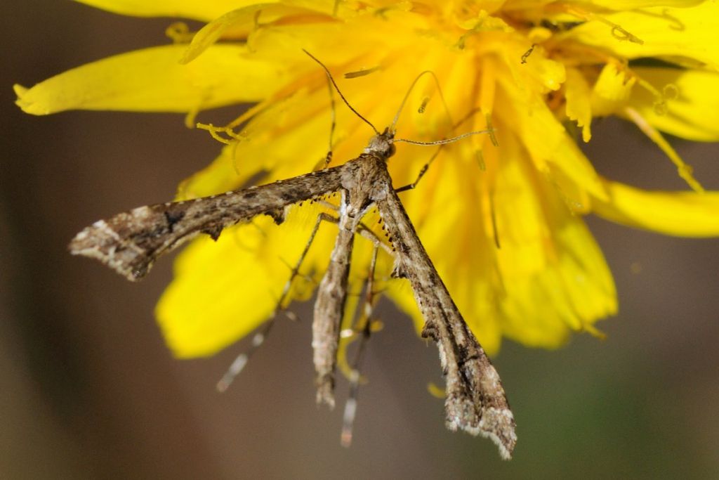 Pterophoridae: Amblyptilia cfr. acanthadactyla