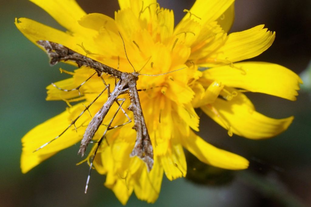 Pterophoridae: Amblyptilia cfr. acanthadactyla