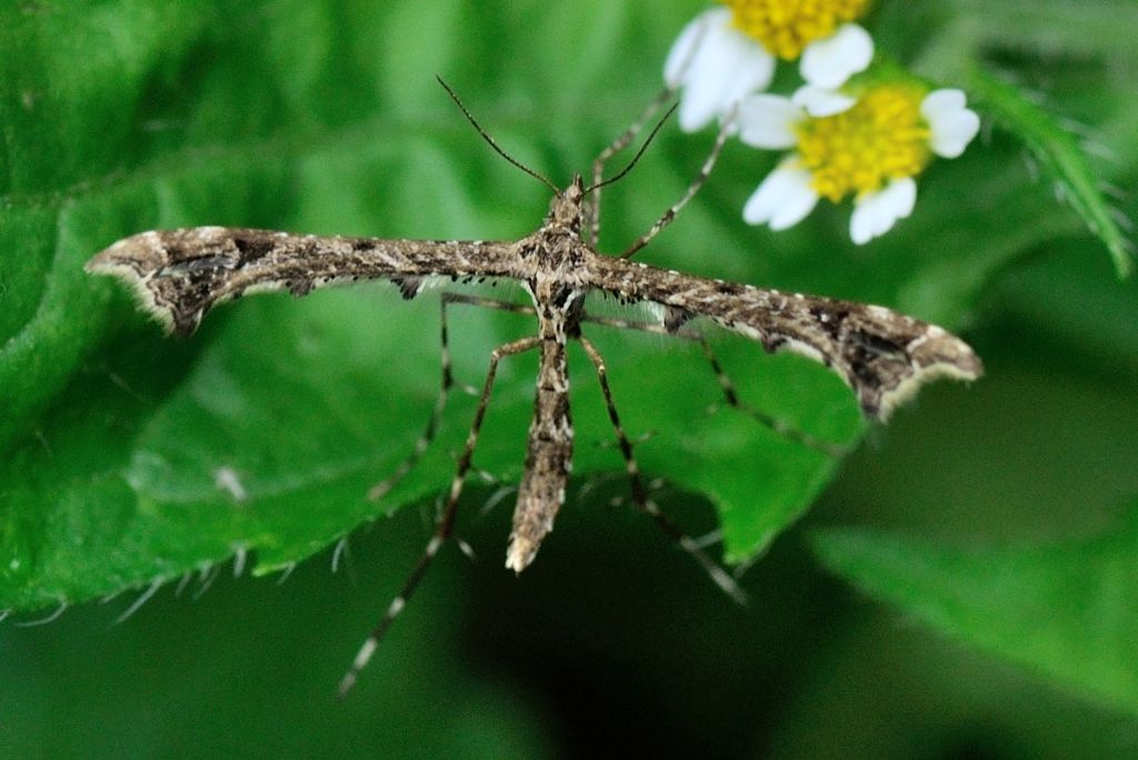 Pterophoridae: Amblyptilia cfr. acanthadactyla