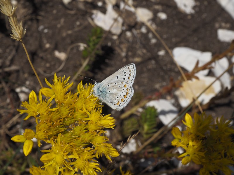 Polyommatus da 