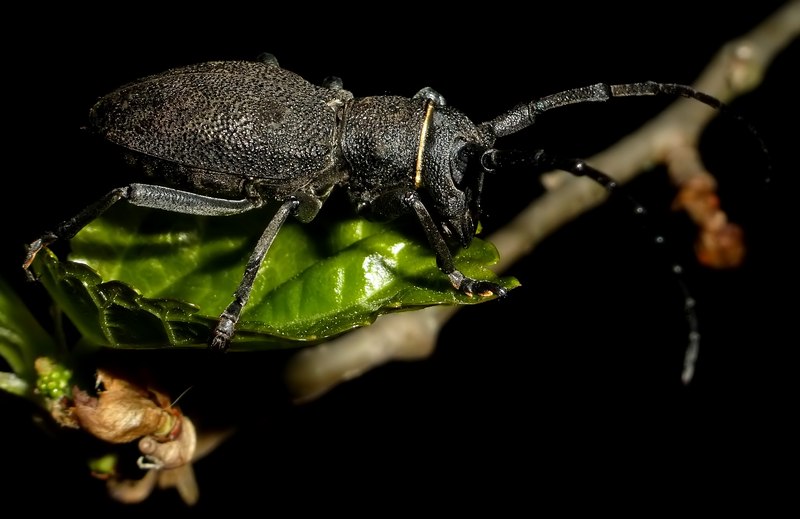 Morimus asper